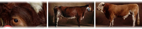 Raza Shorthorn