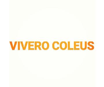 Vivero Coleus