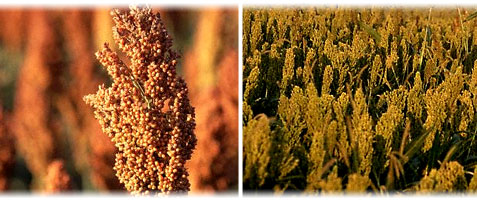 Argentina Sorgo Entre Ríos