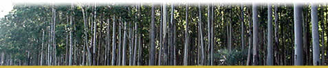 Sector Forestal Comercio Exterior