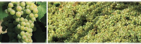 Chardonnay