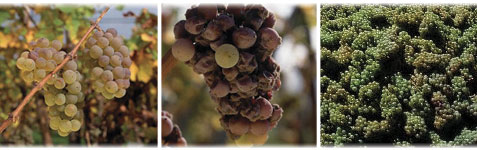 Riesling