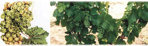 Torrontes